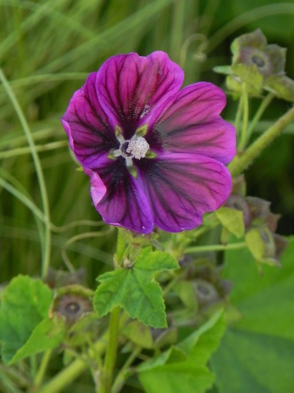 Malva sylvestris ‘ssp. mauritiana’