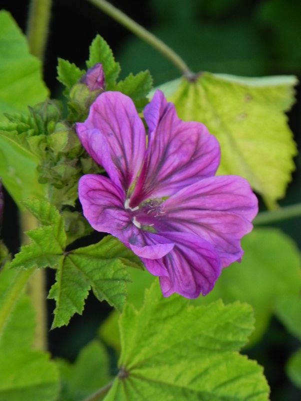 Malva sylvestris ‘ssp. mauritiana’
