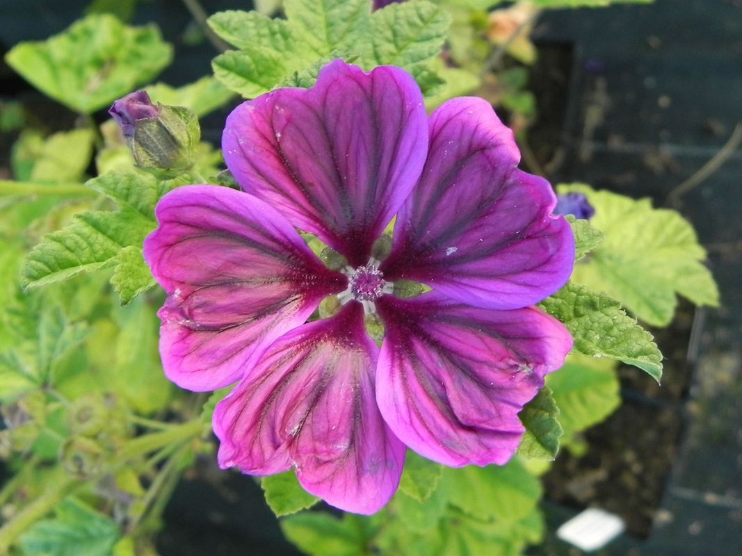 Malva sylvestris ‘ssp. mauritiana’