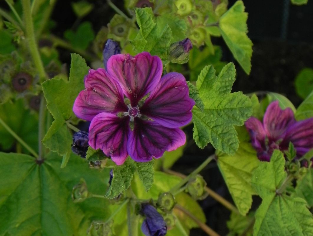 Malva sylvestris ‘ssp. mauritiana’
