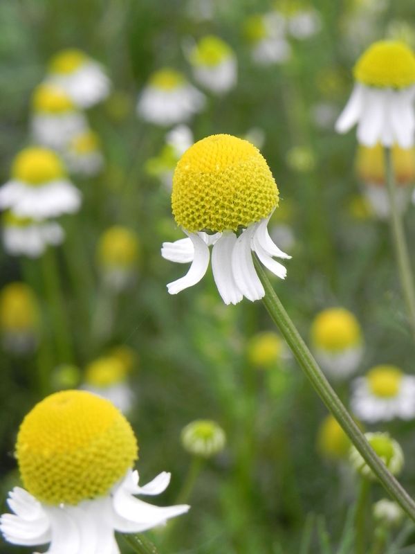 Matricaria chamomilla