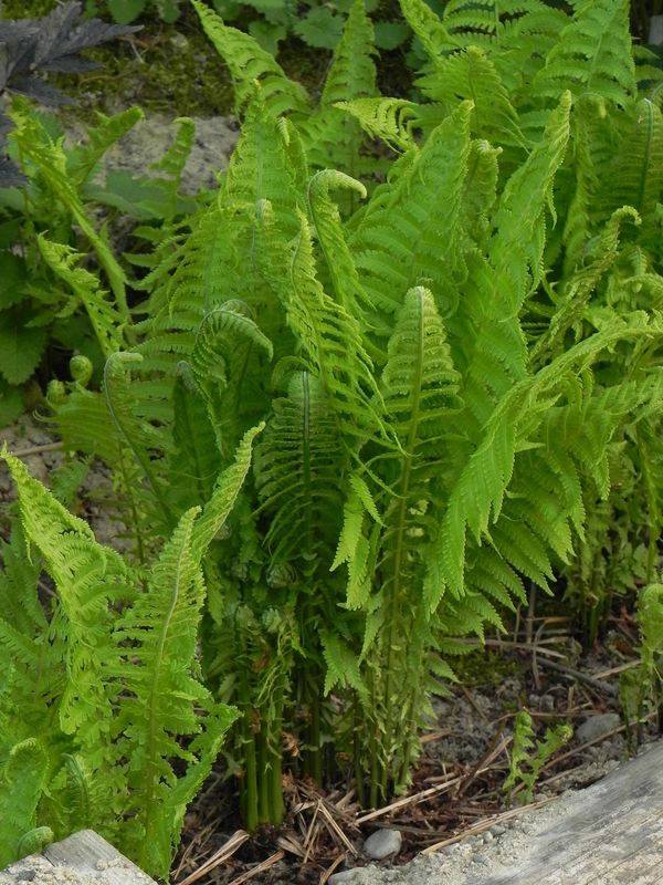 Matteuccia struthiopteris