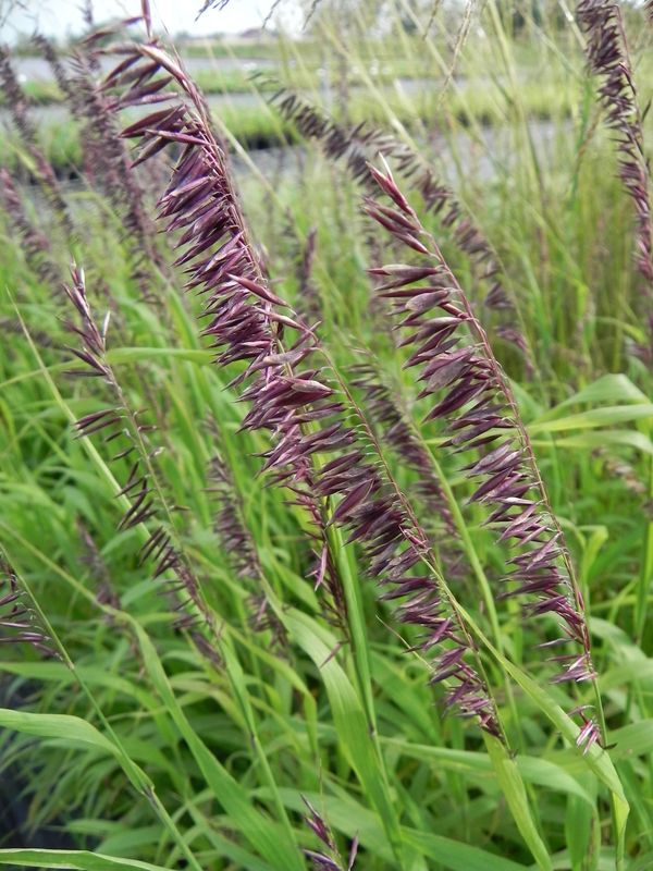 Melica altissima ‘Atropurpurea’