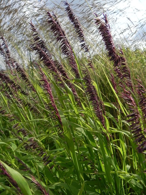Melica altissima ‘Atropurpurea’