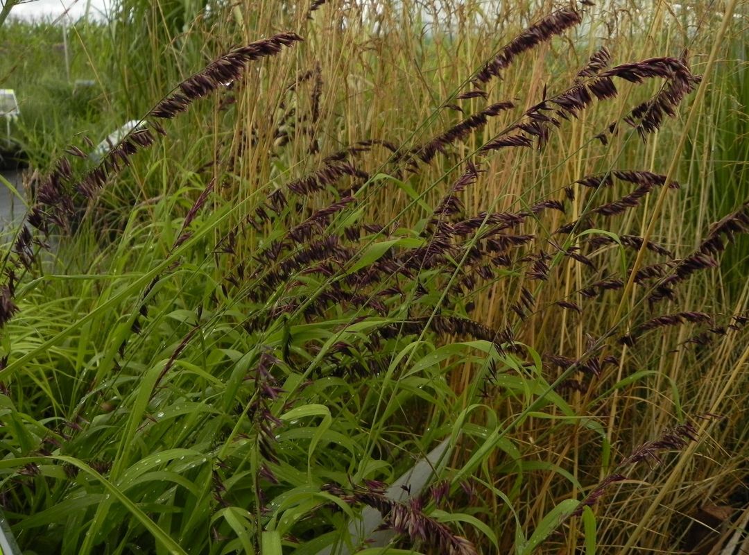 Melica altissima ‘Atropurpurea’
