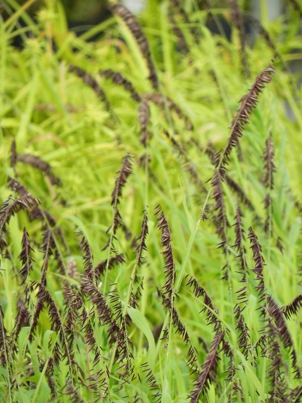 Melica altissima ‘Atropurpurea’
