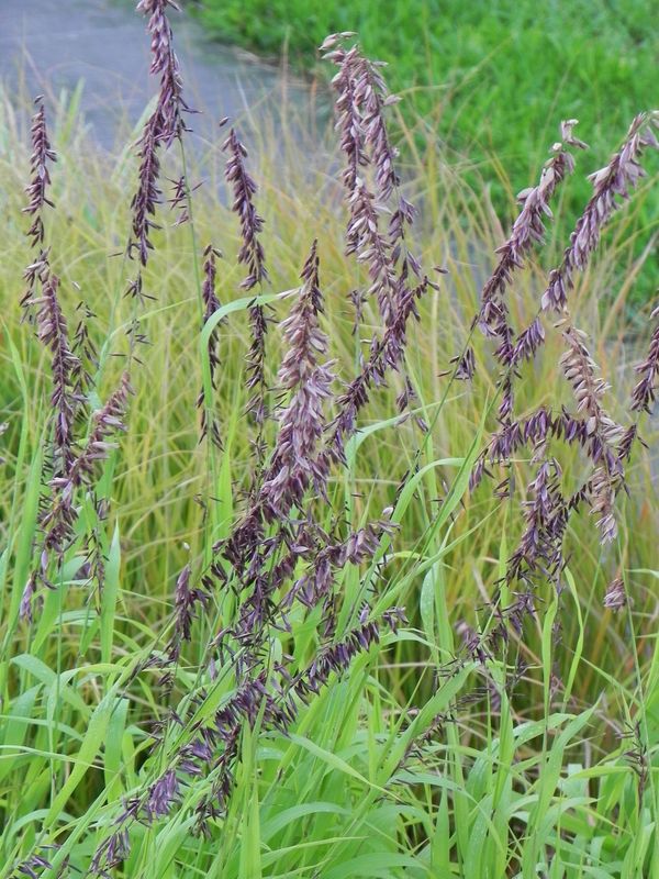 Melica altissima ‘Atropurpurea’
