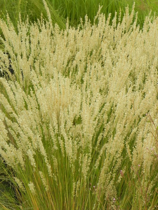 Melica ciliata