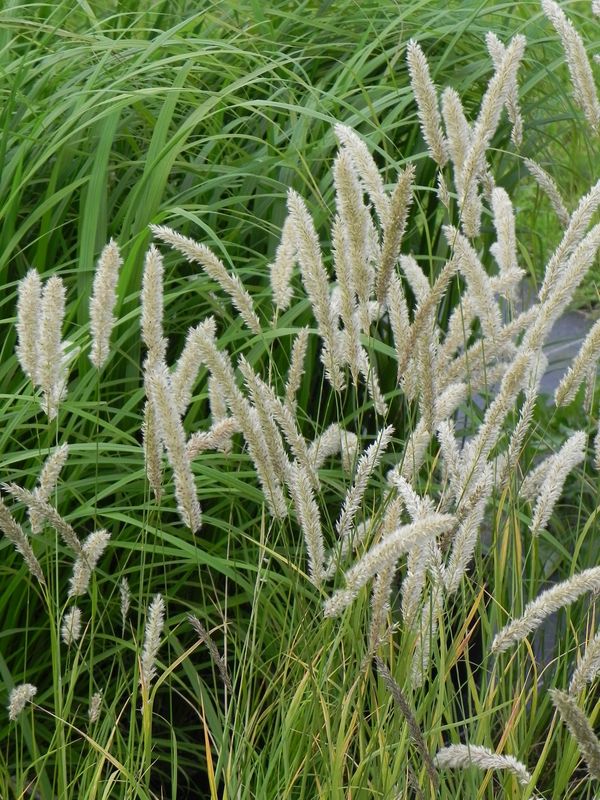 Melica ciliata