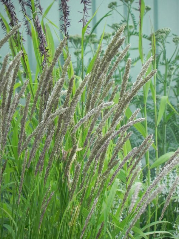 Melica ciliata