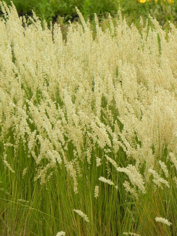 Melica ciliata