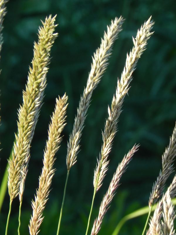 Melica ciliata