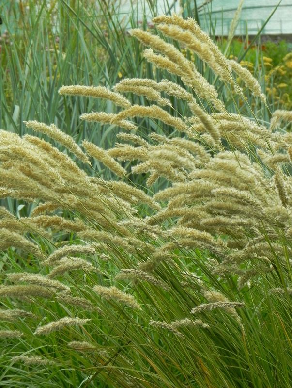 Melica ciliata