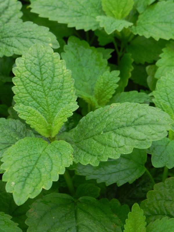 Melissa officinalis