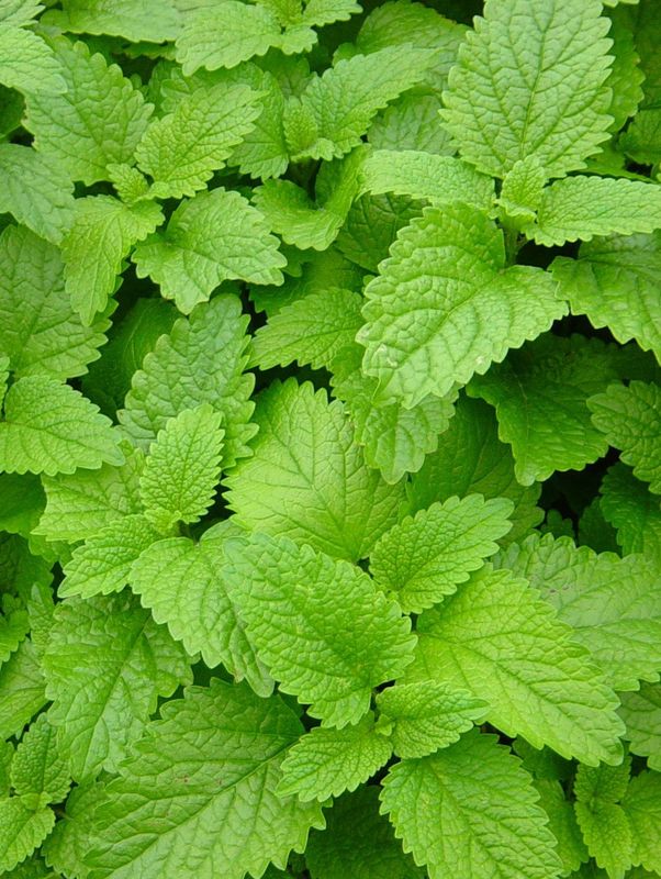Melissa officinalis ‘Lemon Balm’