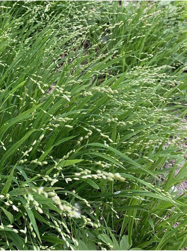 Melica uniflora ‘f.albida’