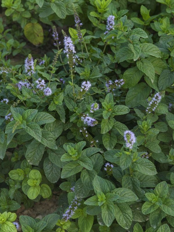 Mentha piperita ‘][98’
