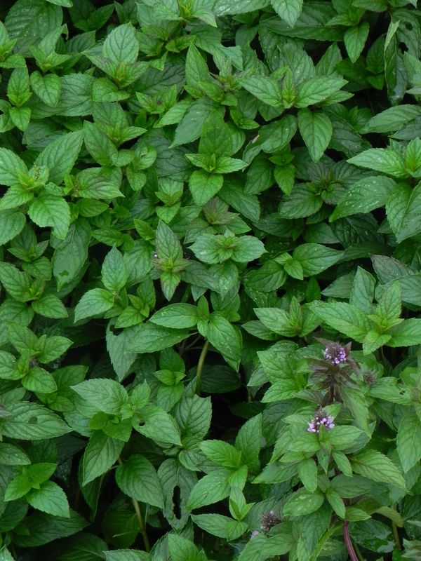 Mentha piperita ‘Chocolate’