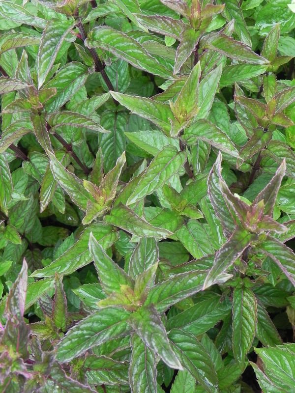 Mentha piperita ‘May’