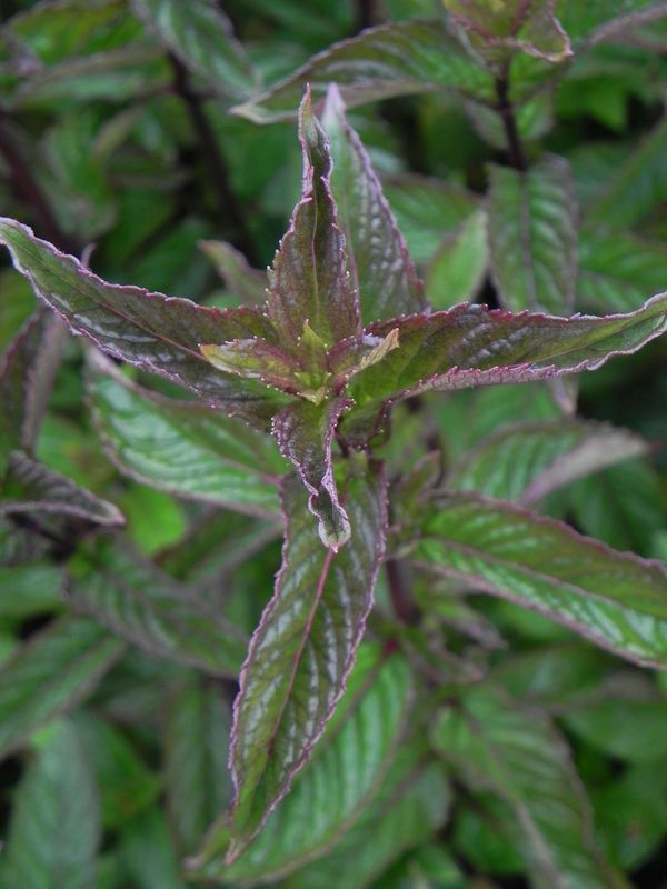 Mentha piperita ‘Lemon Fresh’