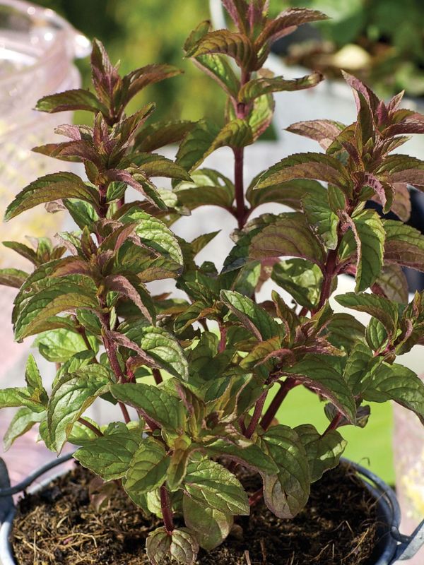 Mentha piperita ‘Chocolate Mint’