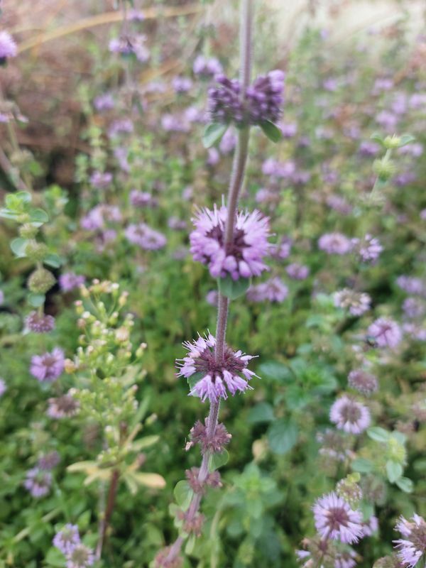 Mentha pulegium