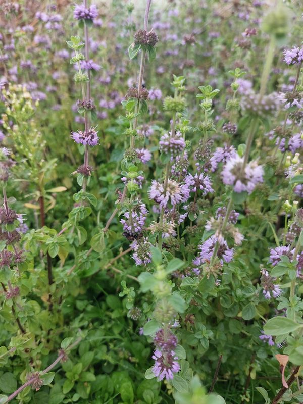 Mentha pulegium