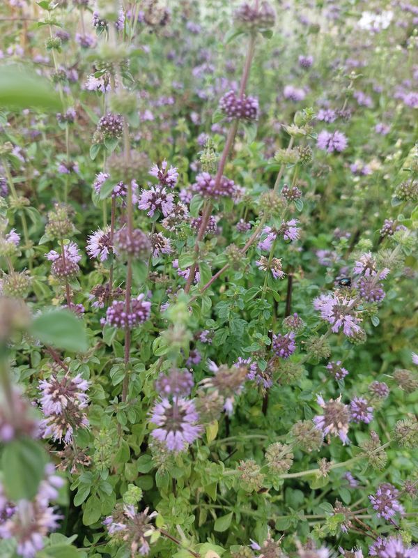 Mentha pulegium
