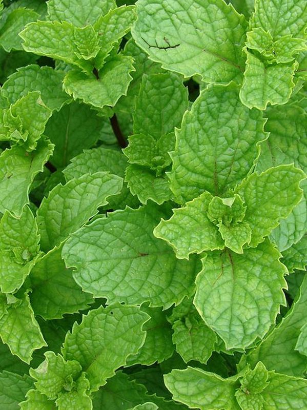 Mentha spicata