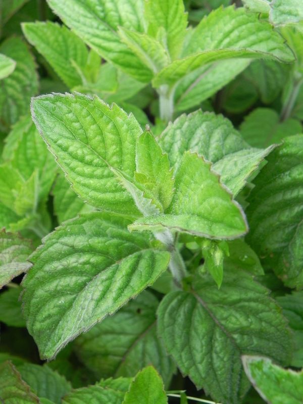 Mentha spicata ‘Weinminze’