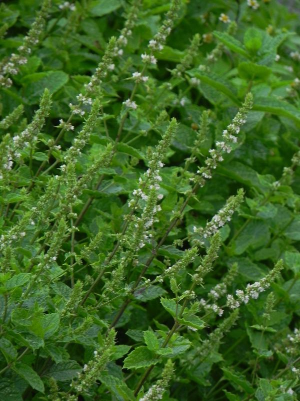 Mentha spicata ‘Maroccan Mint’