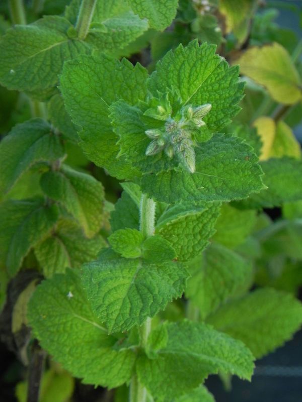 Mentha suaveolens ‘Pineapple Mint’