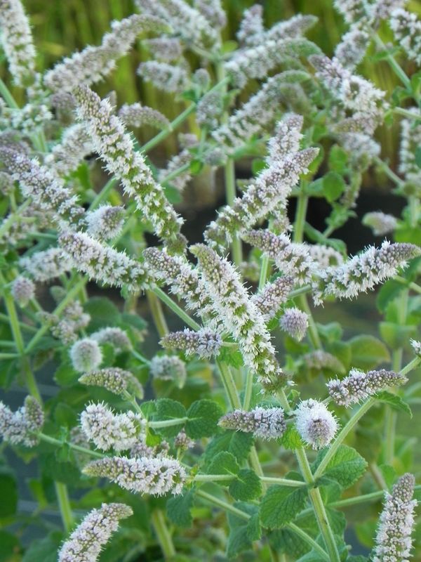 Mentha suaveolens ‘Pineapple Mint’
