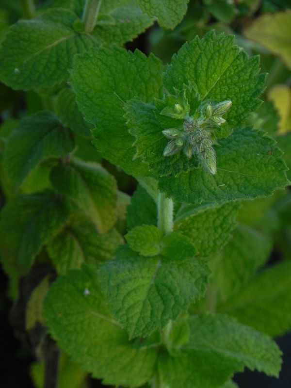 Mentha suaveolens ‘Pineapple Mint’