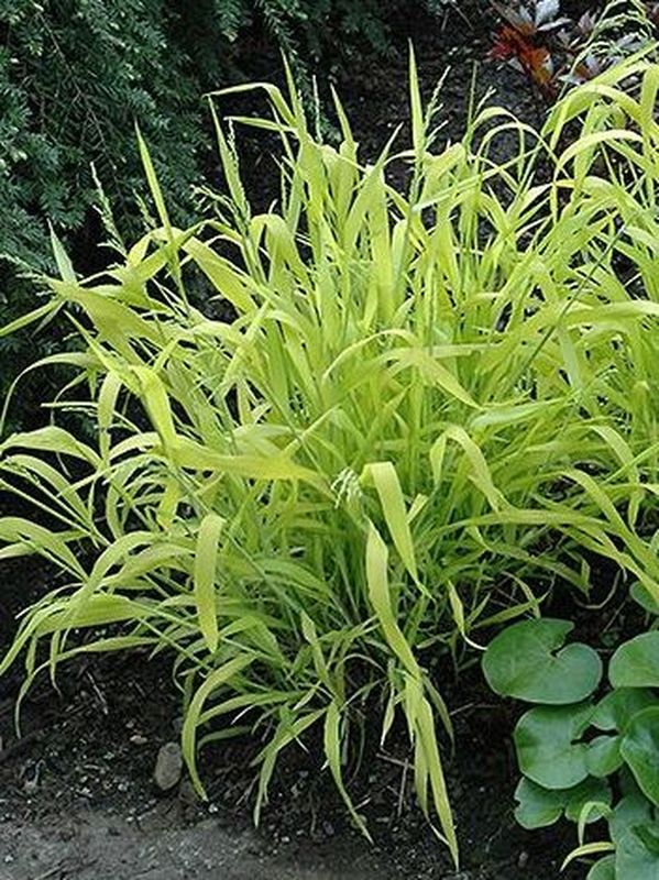 Milium effusum ‘Aureum’