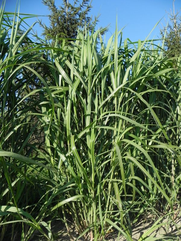 Miscanthus x giganteus