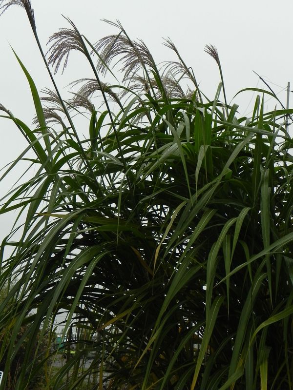 Miscanthus x giganteus