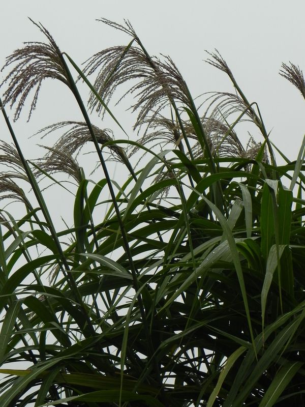 Miscanthus x giganteus