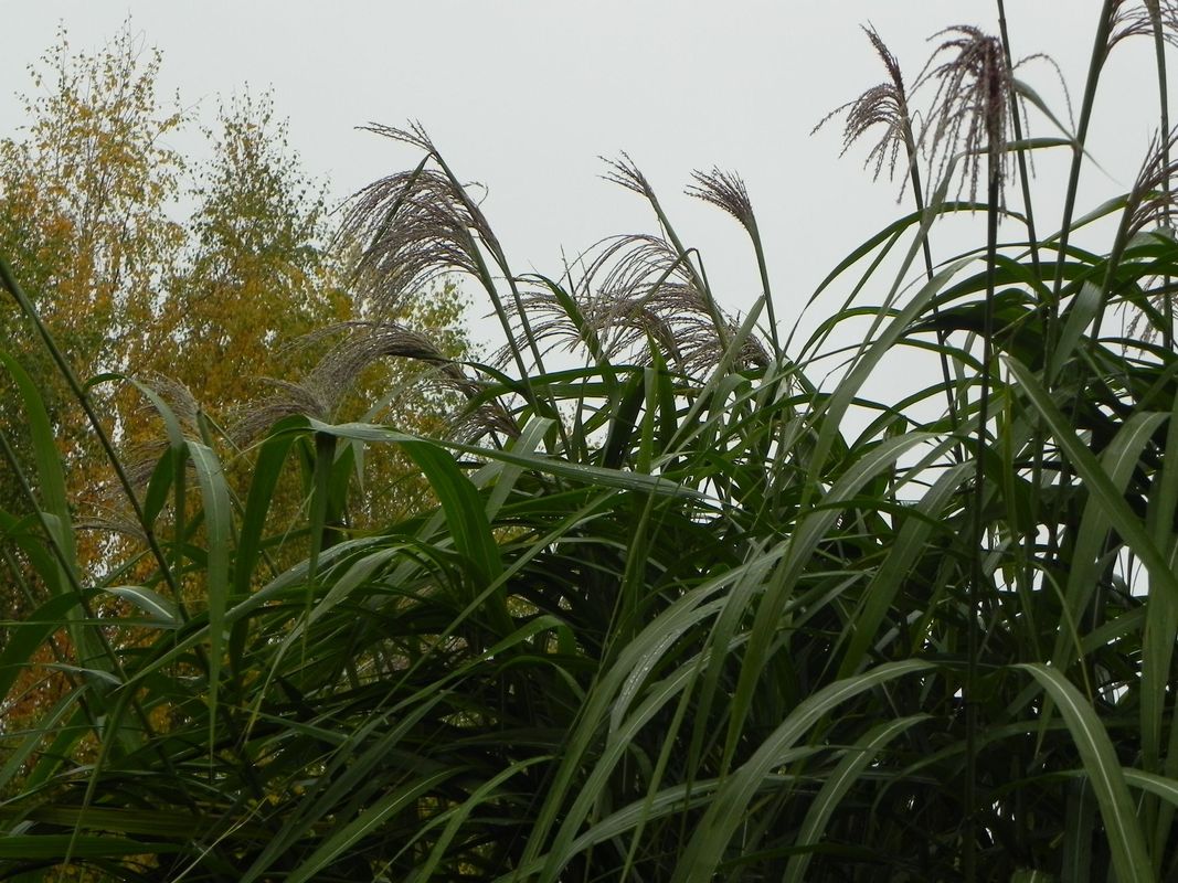 Miscanthus x giganteus