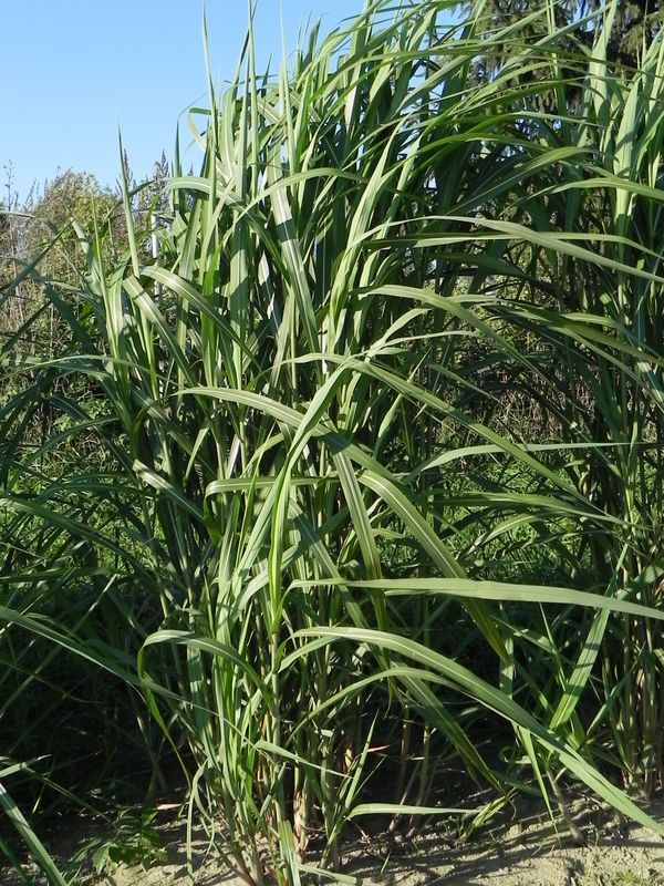 Miscanthus x giganteus