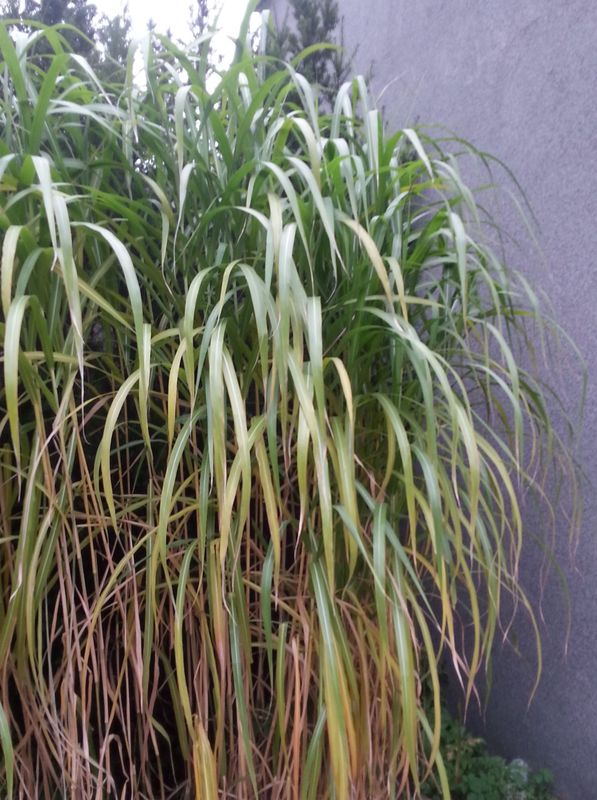 Miscanthus x giganteus
