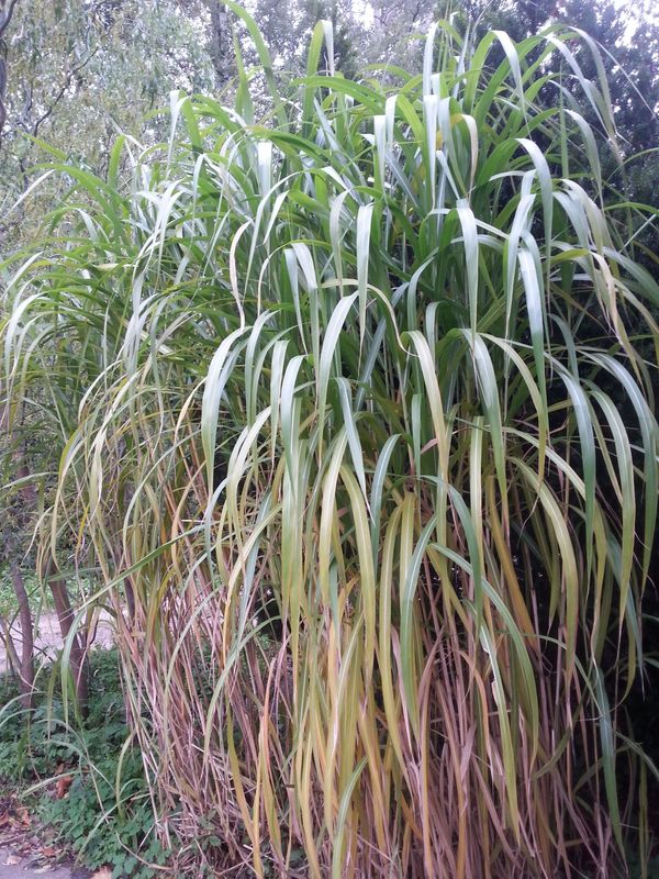 Miscanthus x giganteus