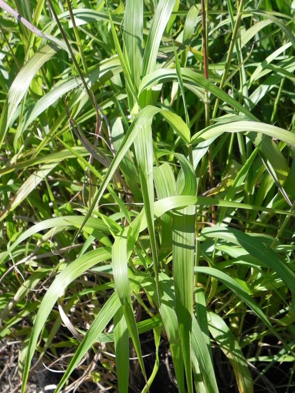 Miscanthus oligostachyus