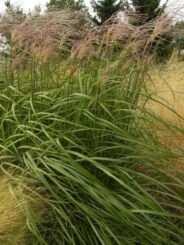 Miscanthus sinensis