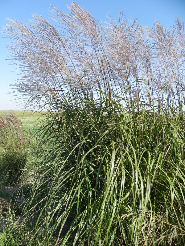 Miscanthus sinensis ‘Blue Wonder’