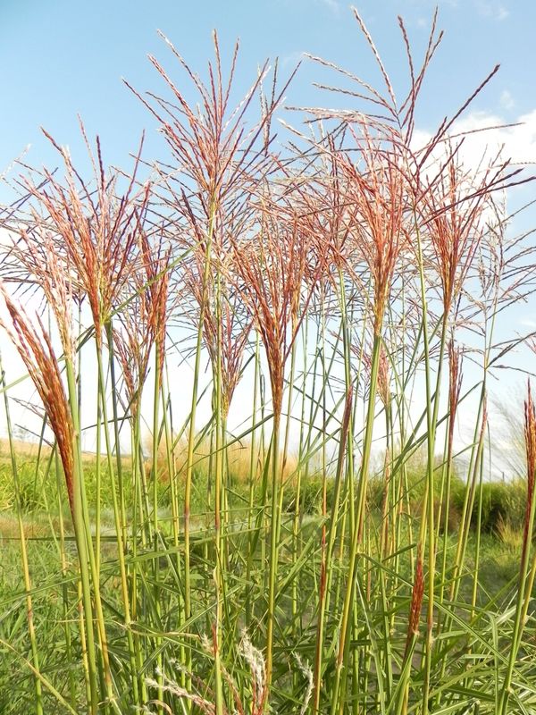 Miscanthus sinensis ‘Roter Pfeil’