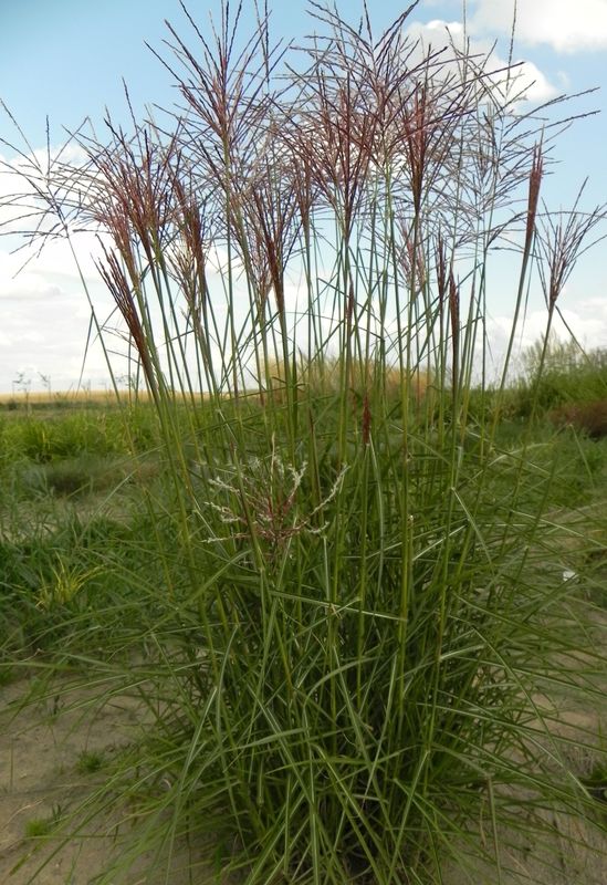 Miscanthus sinensis ‘Roter Pfeil’