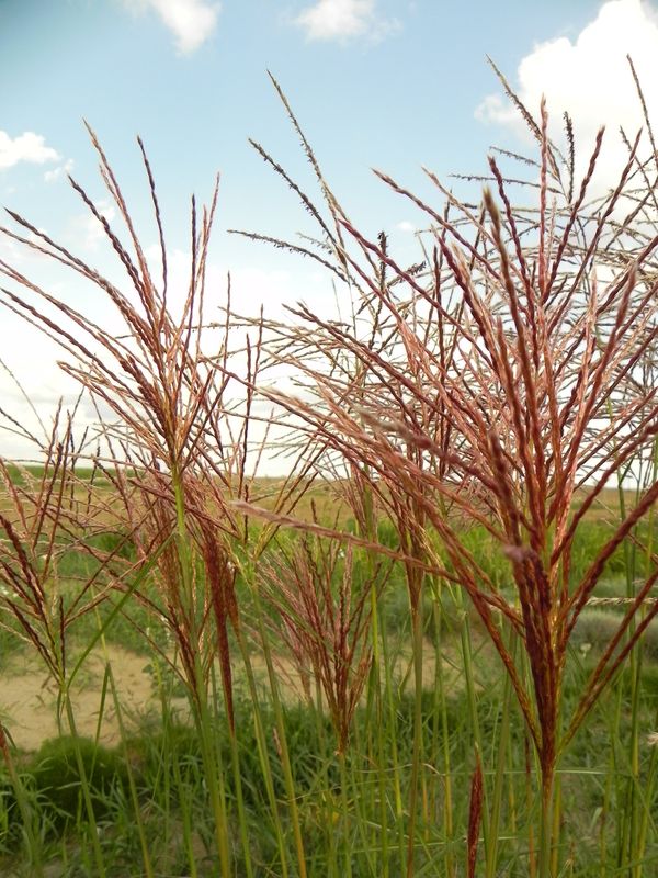 Miscanthus sinensis ‘Roter Pfeil’