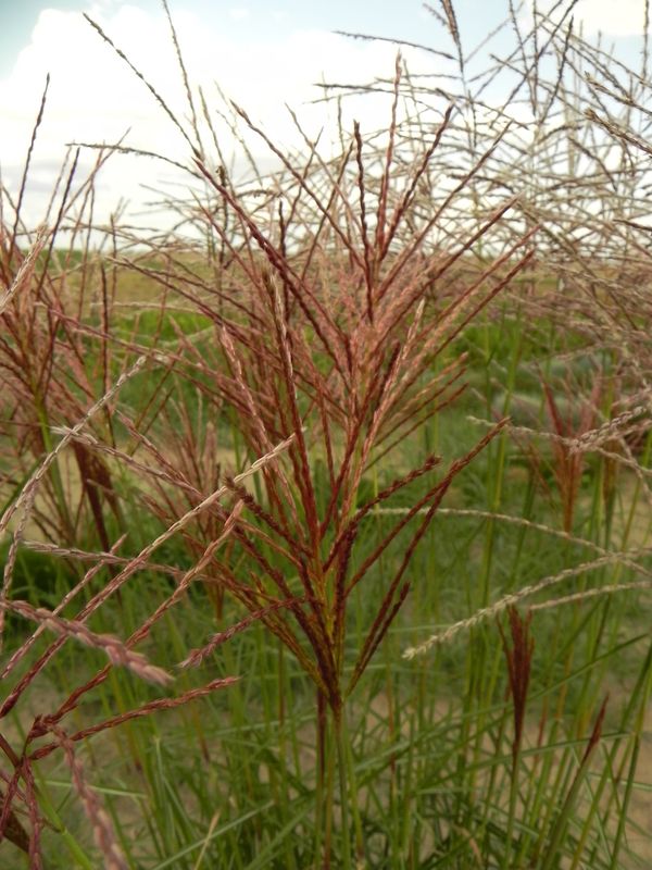 Miscanthus sinensis ‘Roter Pfeil’