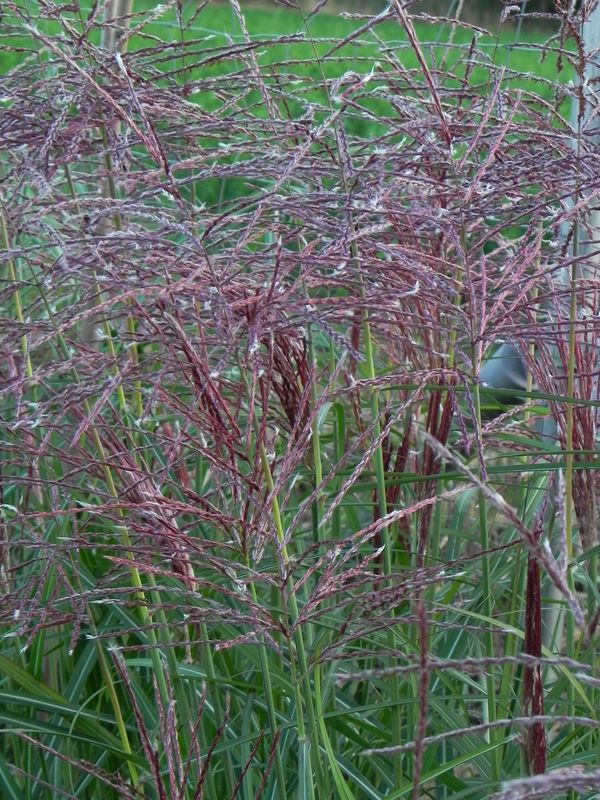 Miscanthus sinensis ‘Roter Pfeil’